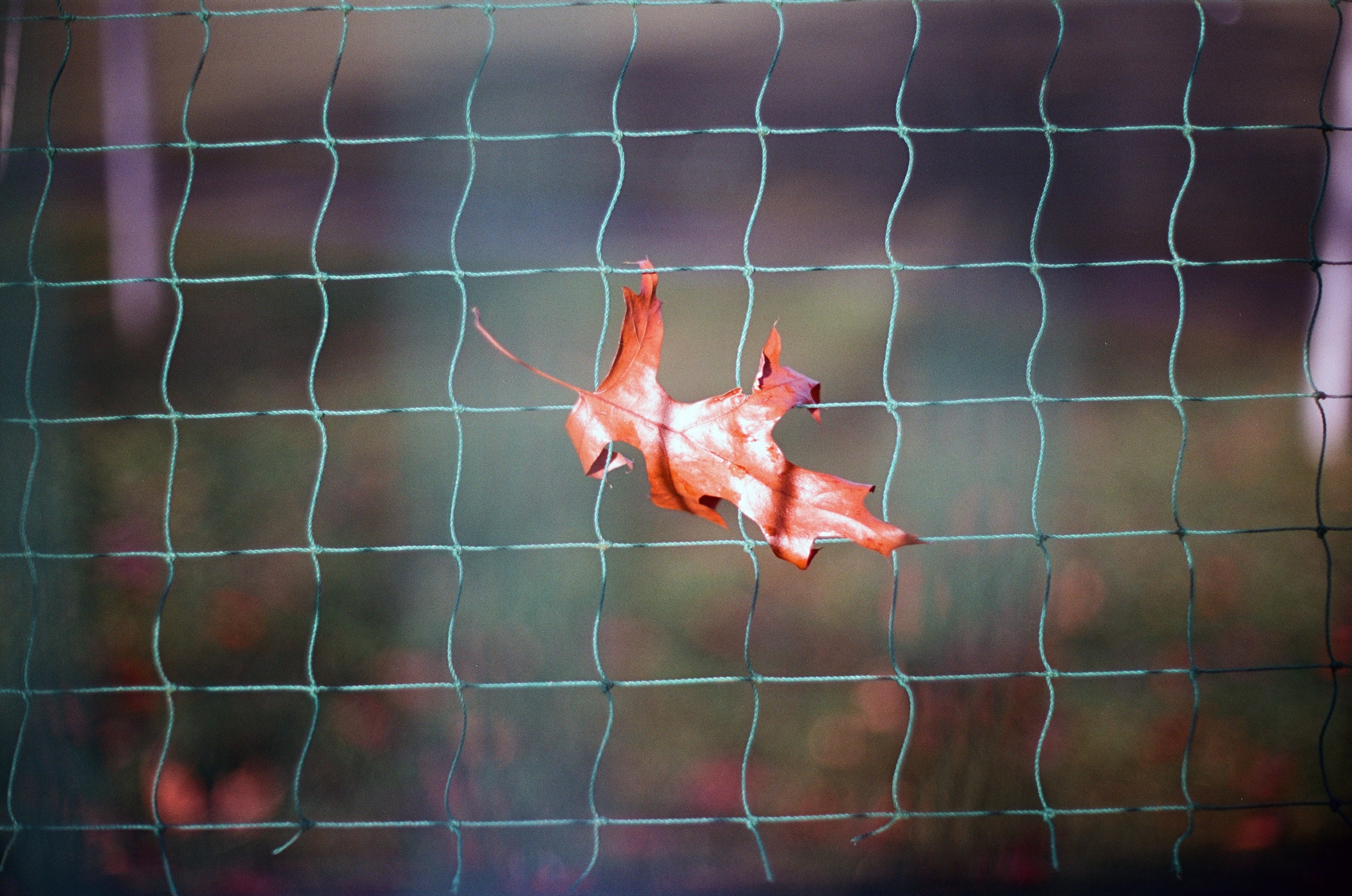 Flicfilm Elektra 100 135/36 Exp Revelateur C-41